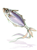 Intermediate Mackerel Talisman