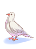 Purified Pigeon